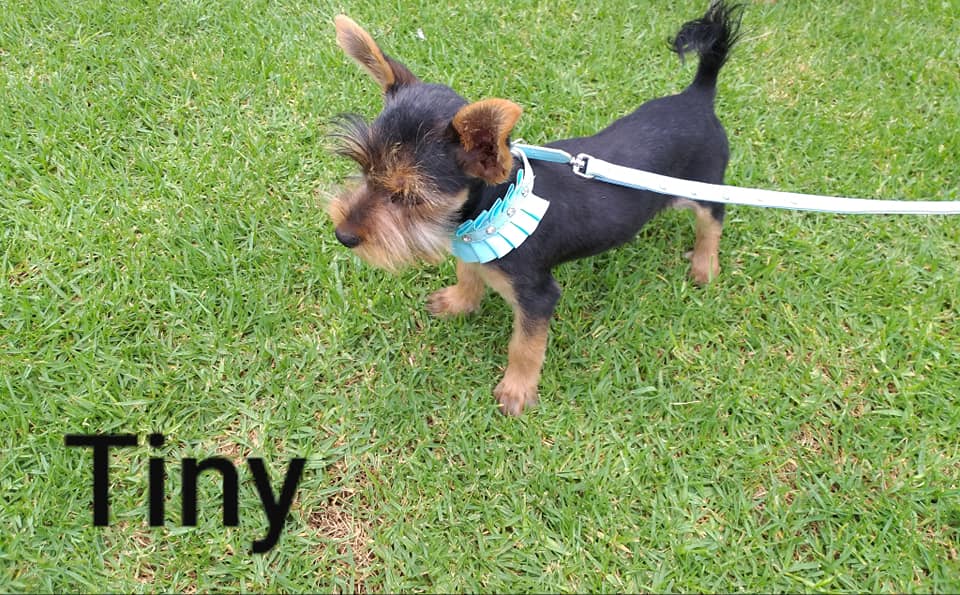 Doggy's Own Grooming Pet Parlour
