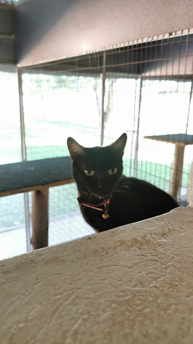 Cattique Cattery
