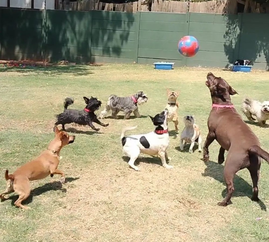 Doggie Den Randburg