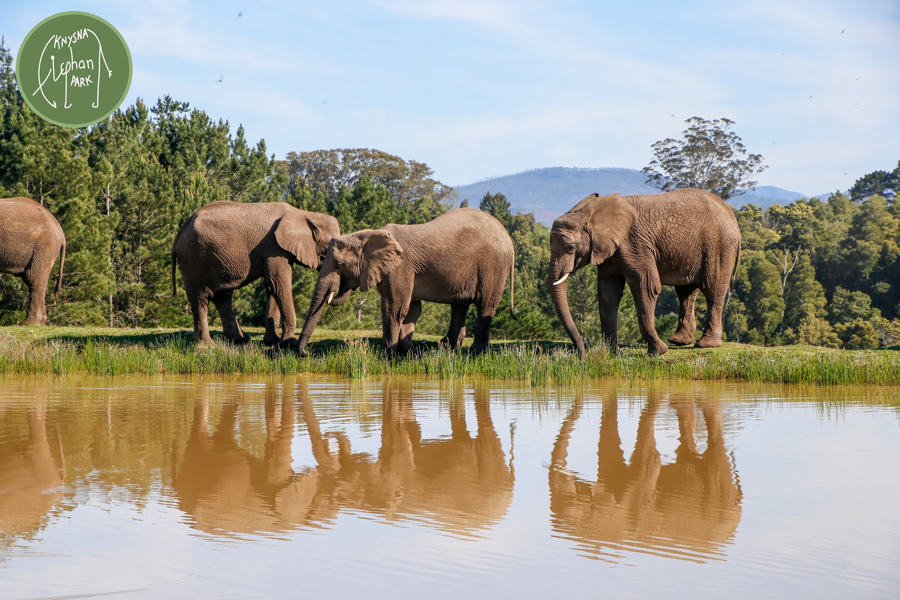 Knysna Elephant Park