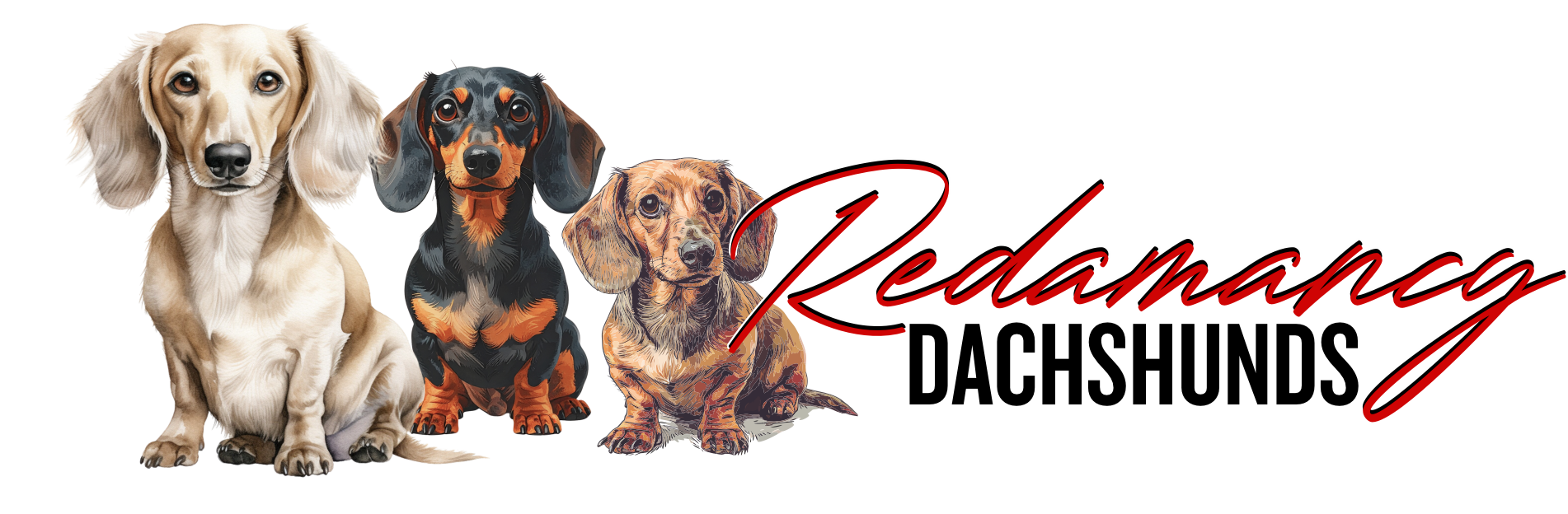Redamancy Dachshunds