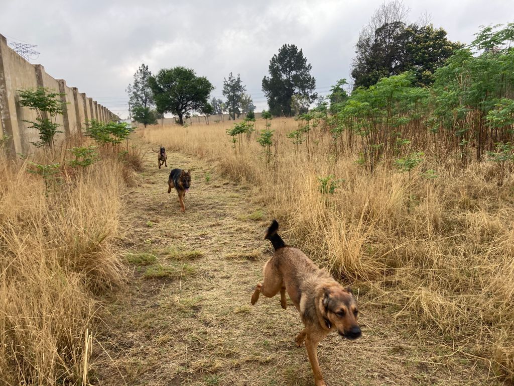 Sandton Doggy Daycare - Country Base