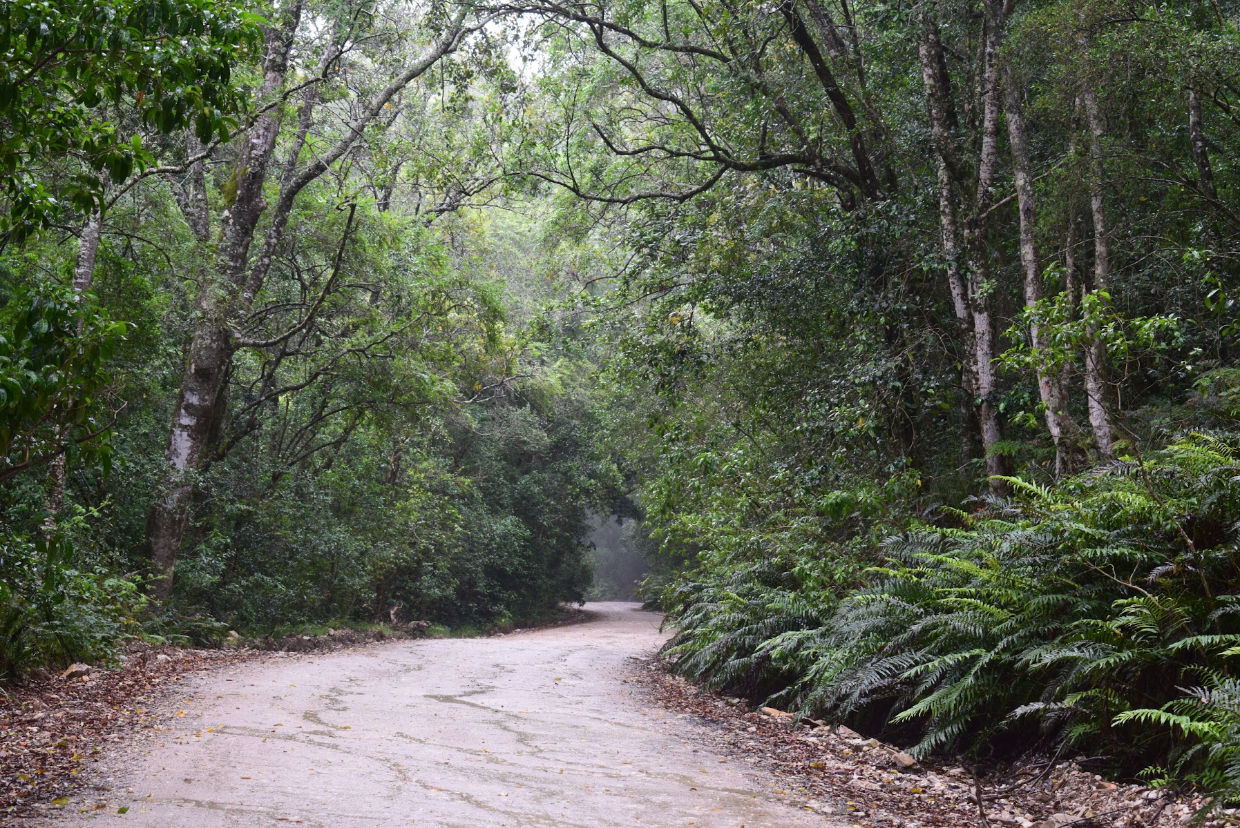 Diepwalle Forest