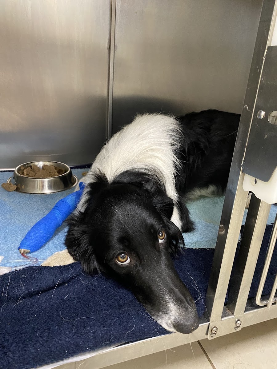 Aloe Veterinary Clinic, Ballito