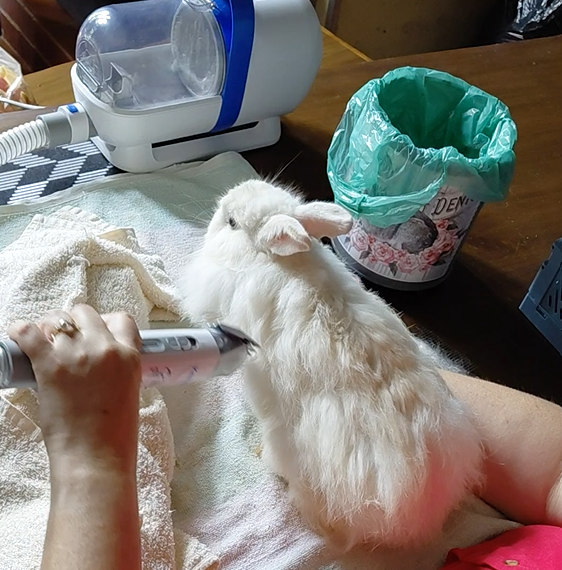 Bunny Bliss Grooming