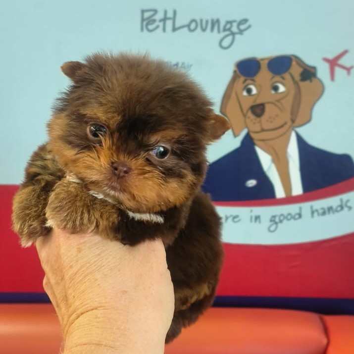 BidAir Cargo PetLounge - Port Elizabeth
