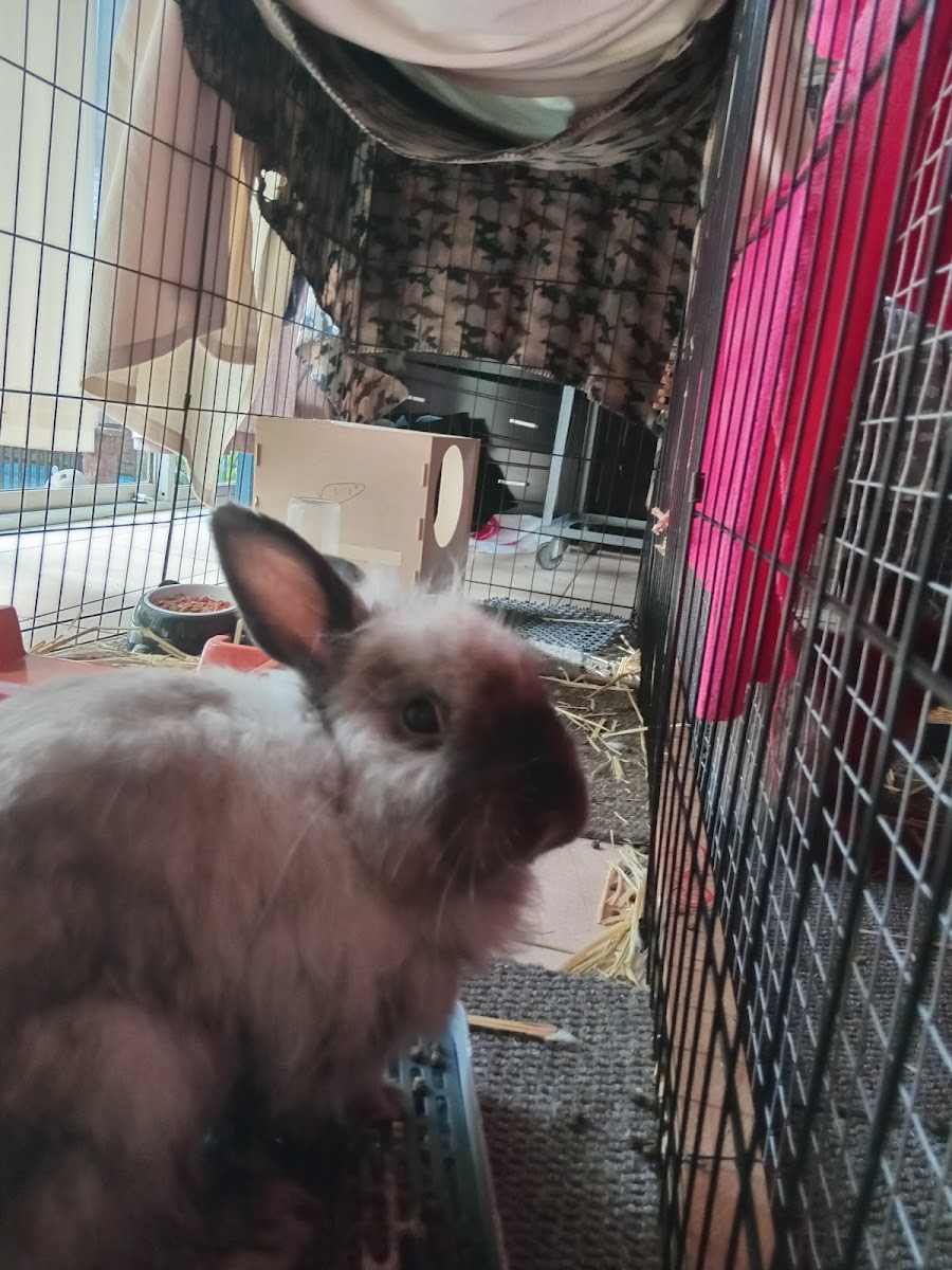 Angel pet daycare and boarding