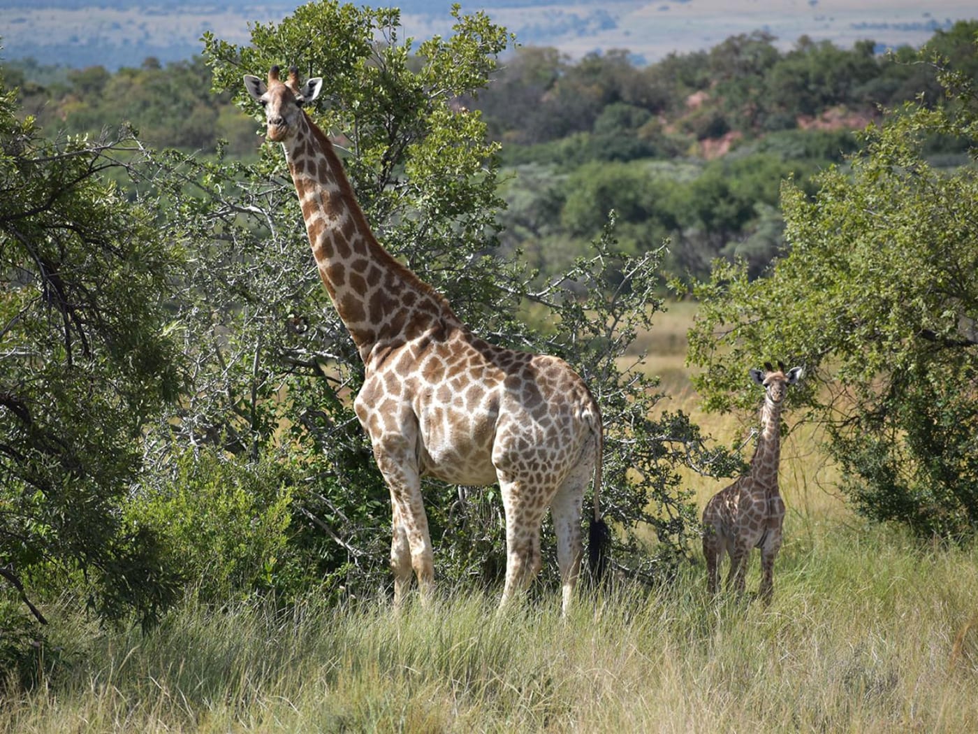 Moletani Game Ranch — photo 3
