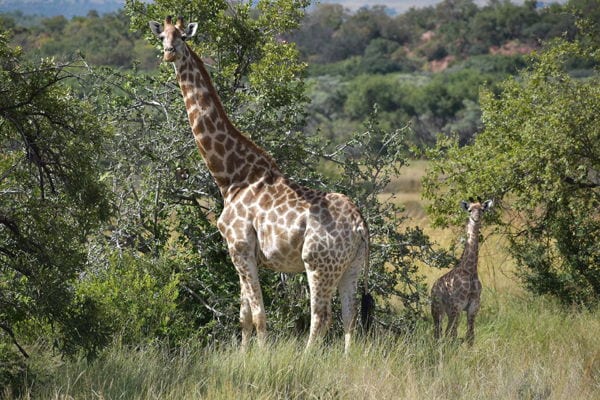 Moletani Game Ranch — photo 4