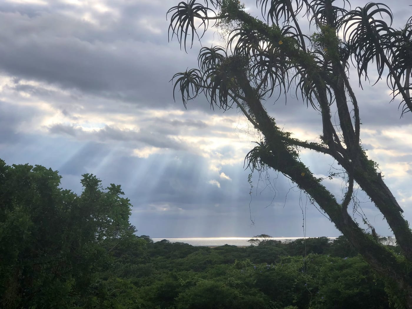 Nyalazi — photo 2