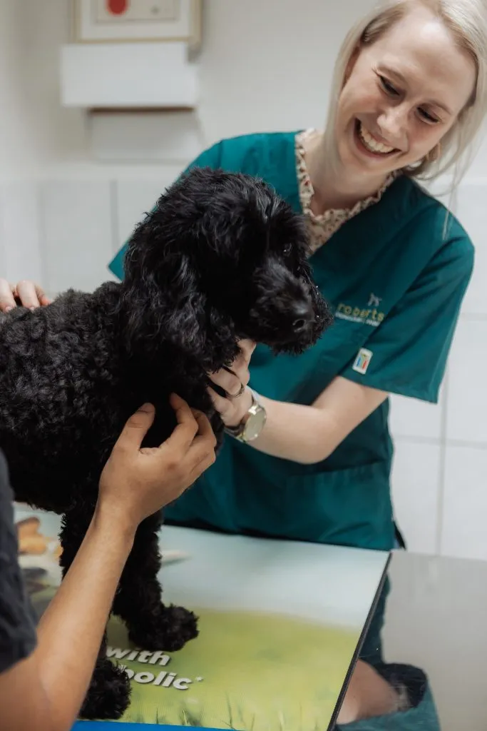 Robertson Animal Clinic (Robertson Dierekliniek) — photo 2