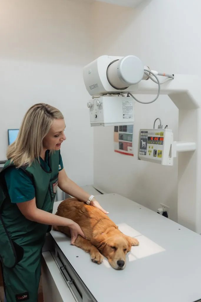 Robertson Animal Clinic (Robertson Dierekliniek) — photo 4