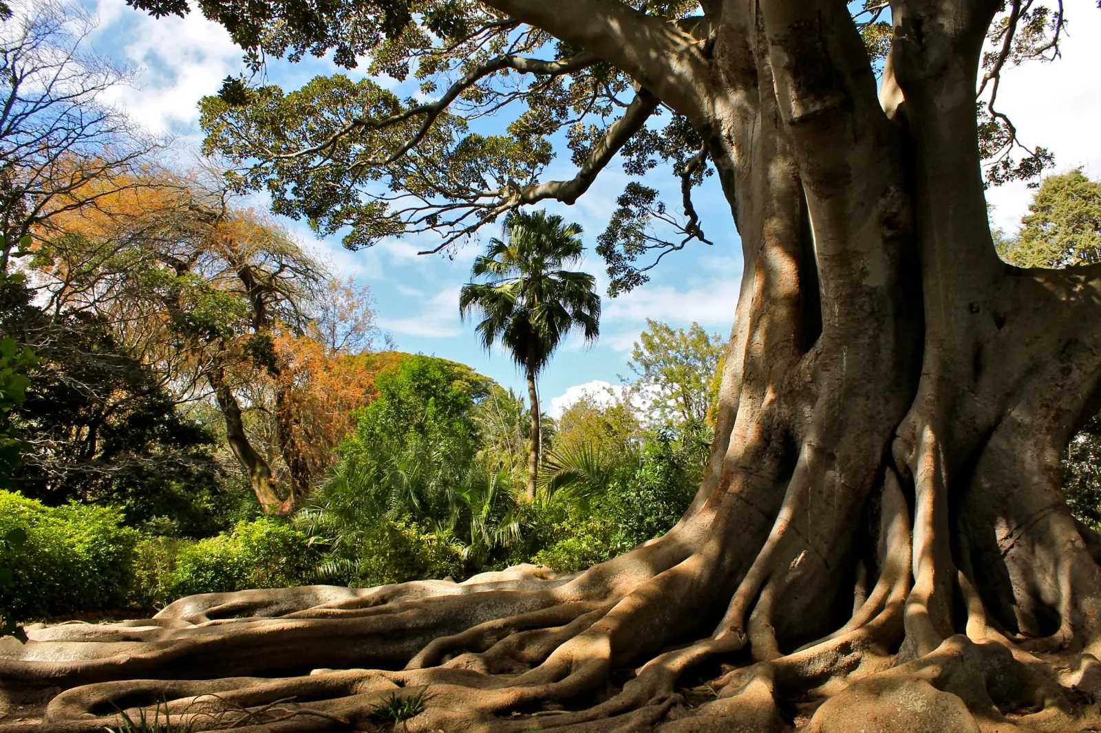 Arderne Gardens — photo 2