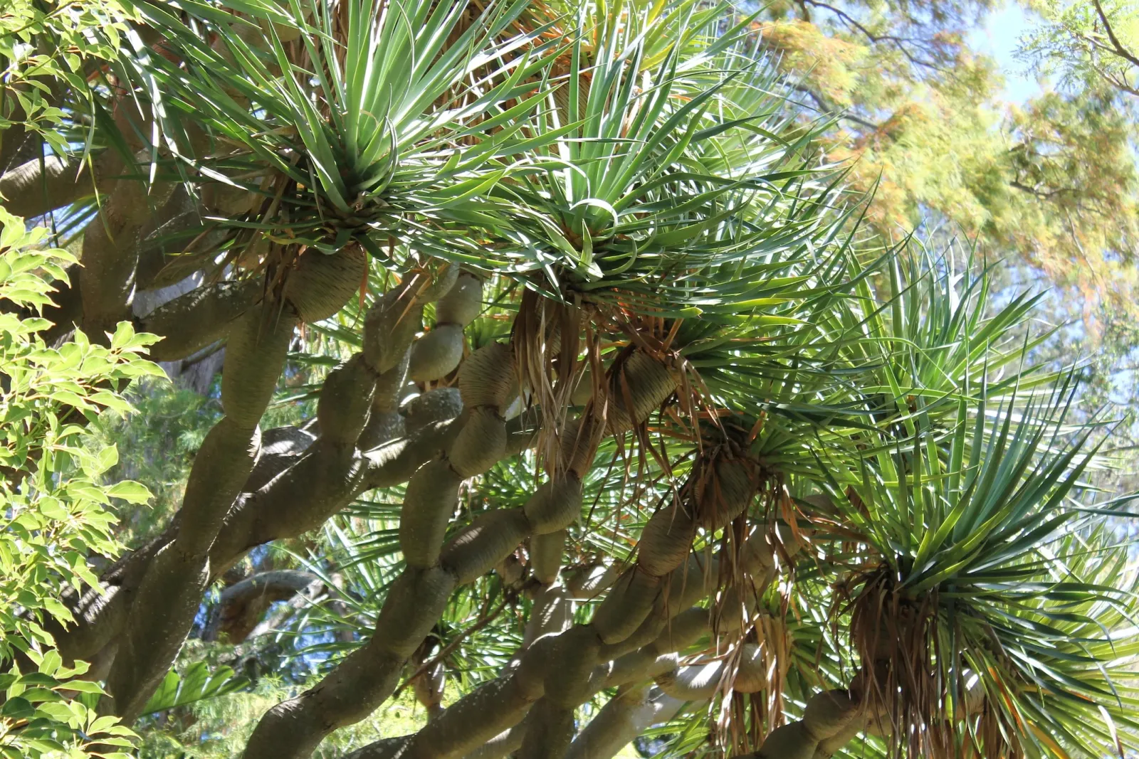 Arderne Gardens — photo 5