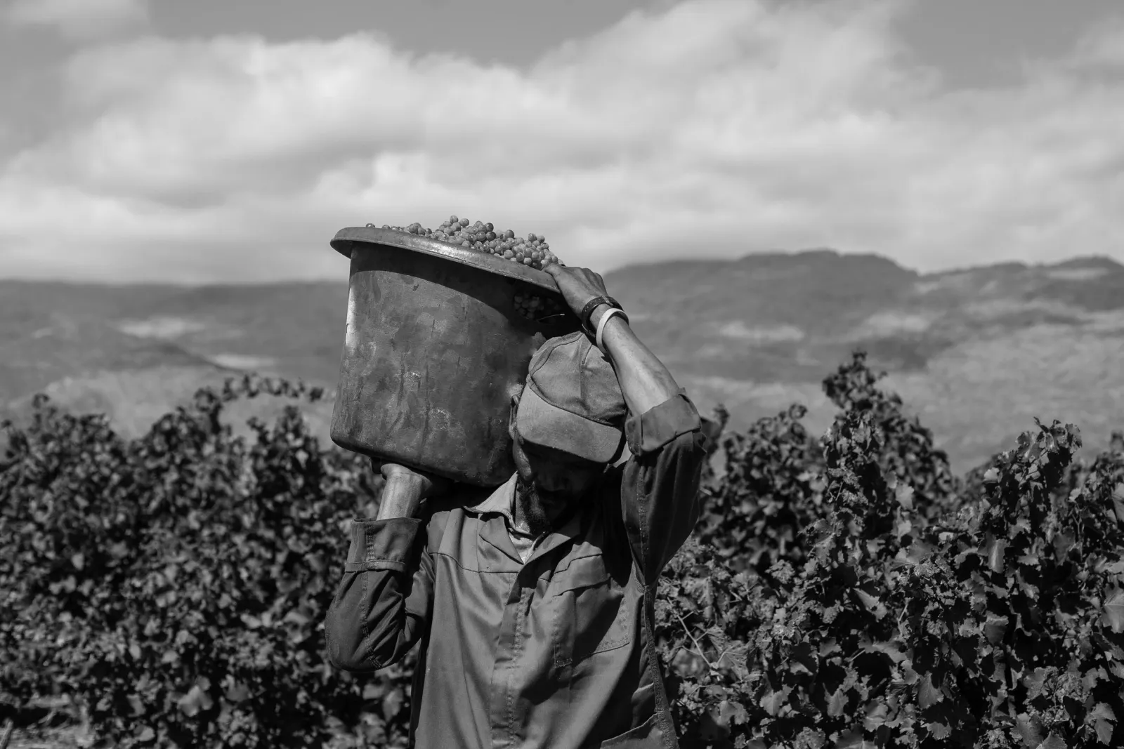 Du Toitskloof Wines — photo 5