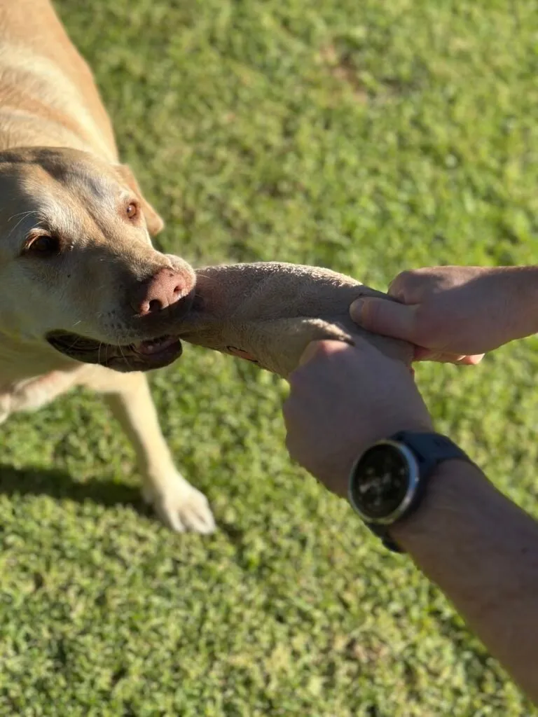 Paws & Play Pet Sitting — photo 3