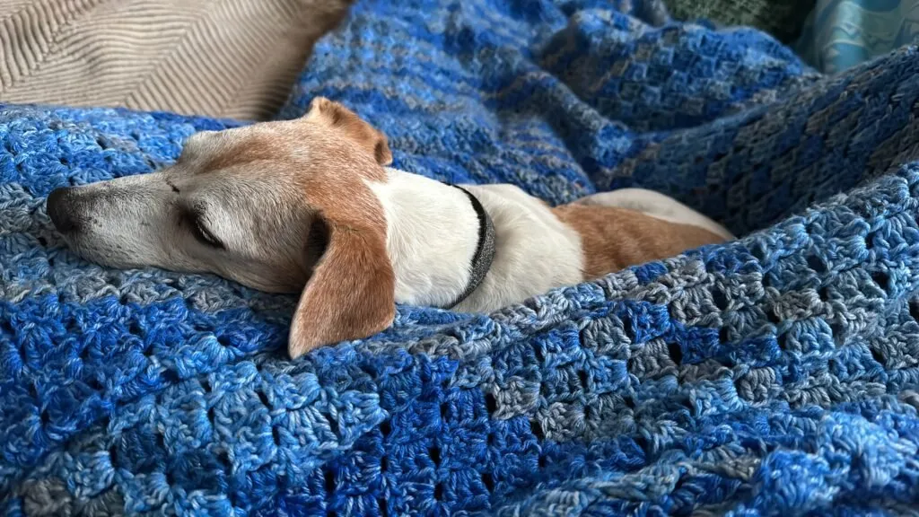 Paws & Play Pet Sitting — photo 5