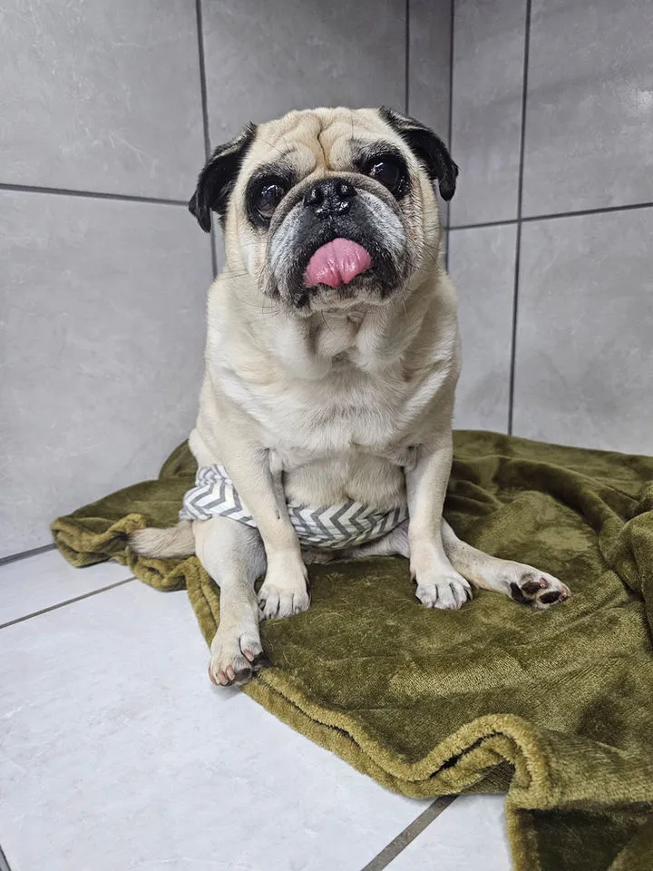 Olympus 24 Hour Animal Hospital & Specialist Referral Center (Olympus Vet) — photo 4