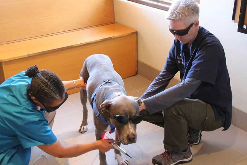 Integrated Veterinary Care — photo 3