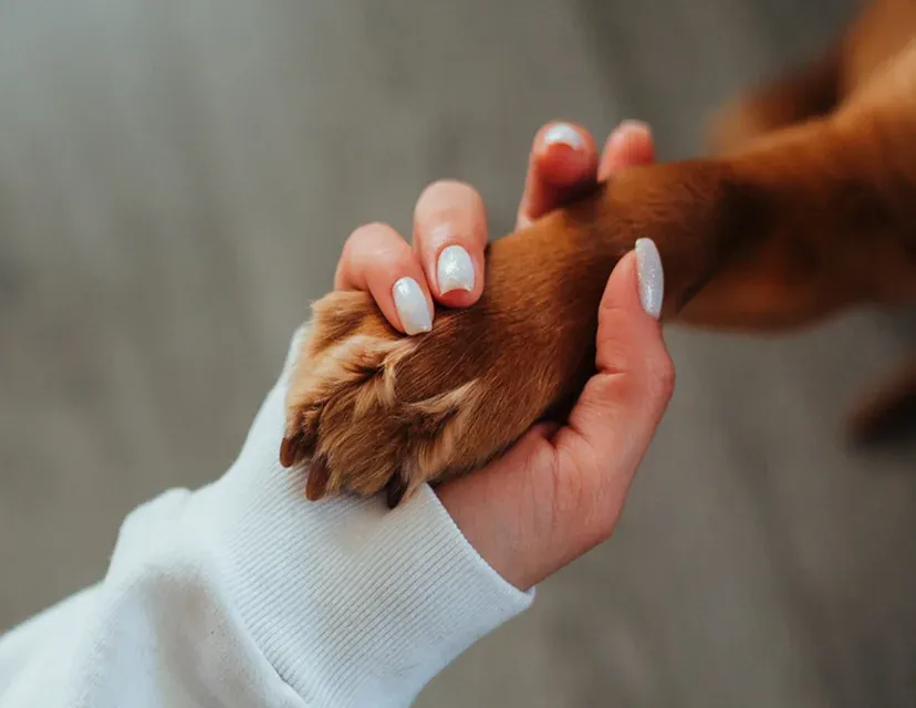 TailHaus Boutique Dog Hotel & Daycare — photo 4