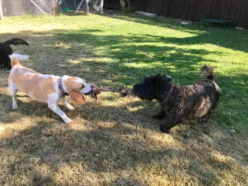 Active Pets Kennels and Day care — photo 2