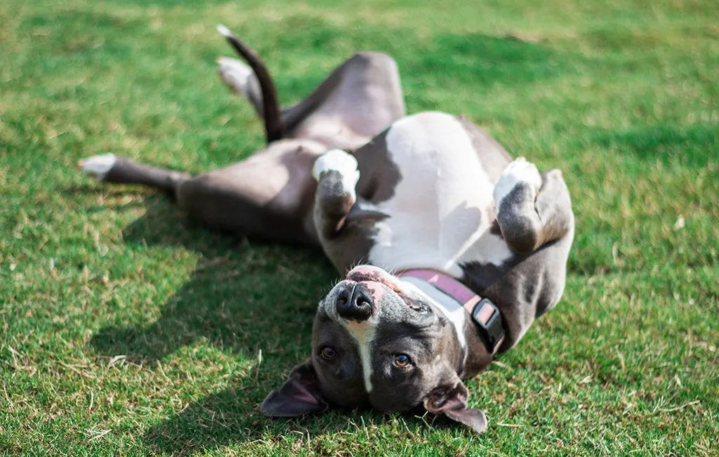 Active Pets Kennels and Day care — photo 4