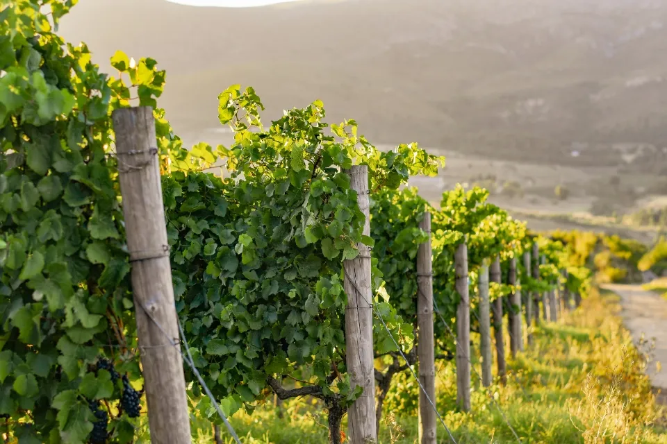 Newton Johnson Family Vineyards — photo 5