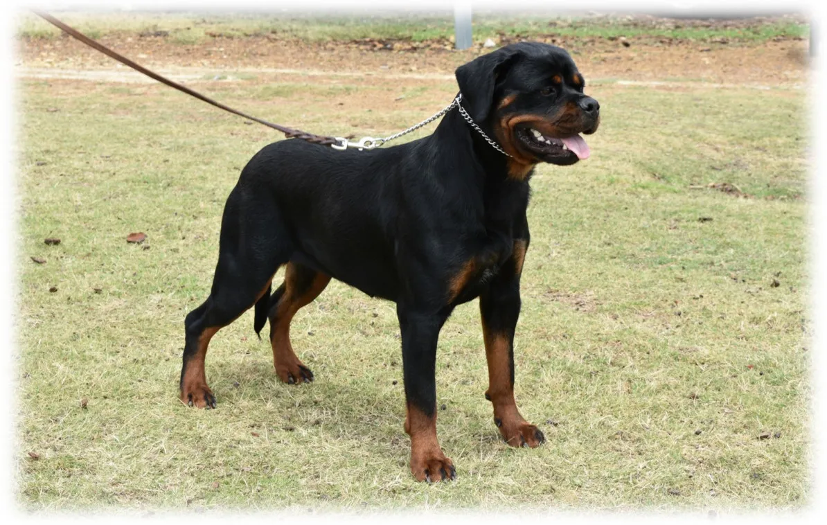 Rottlerhof / Shiluan Kennels — photo 2