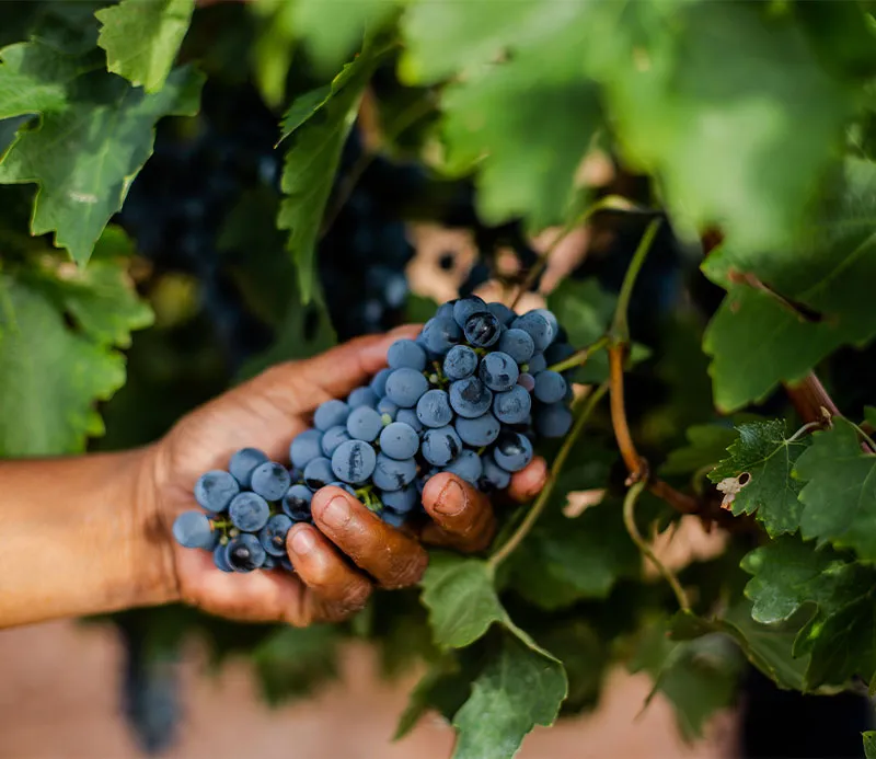 Van Loveren Family Vineyards — photo 2