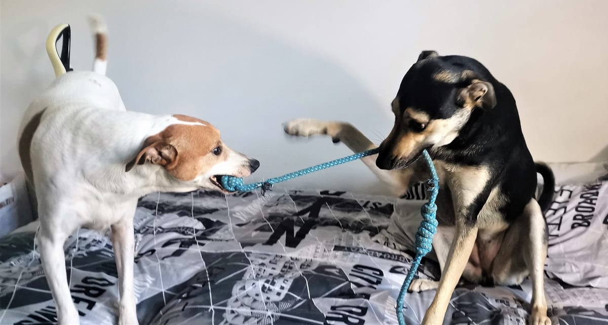 Doggy Daycare