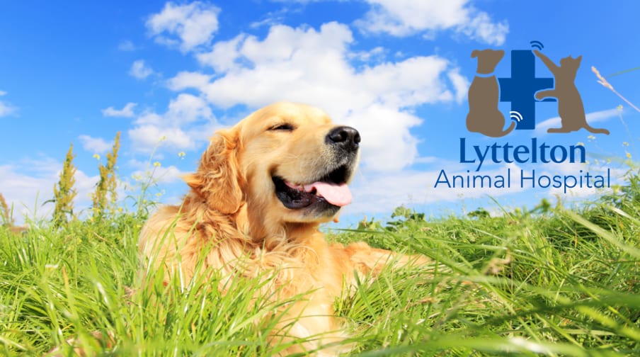 Lyttelton Animal Hospital