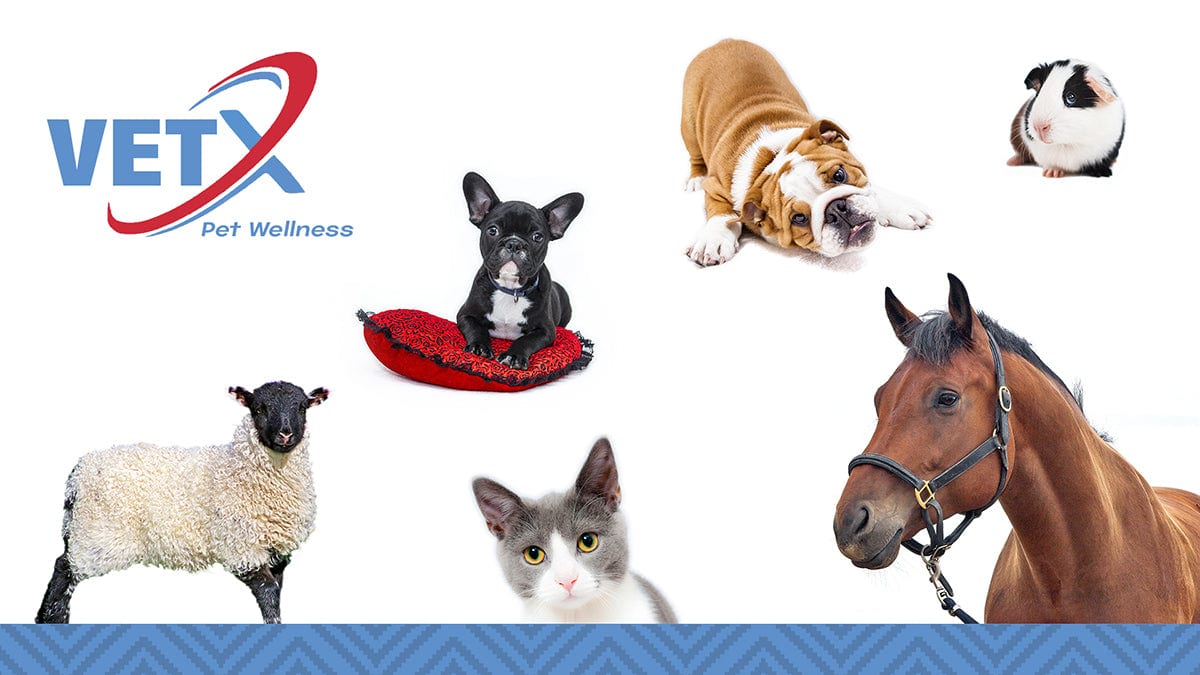 VetX Animal Clinic + Vet Shop staff