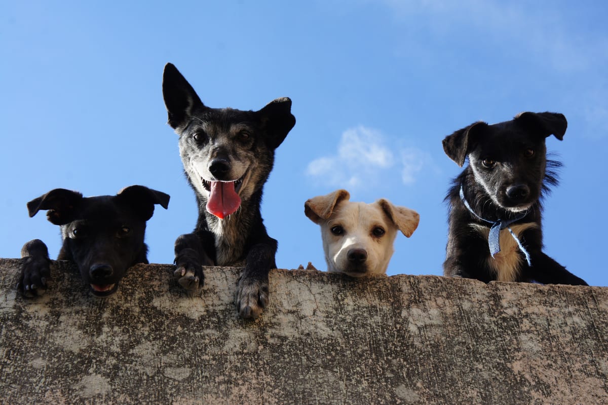 Animal Behavioural Care