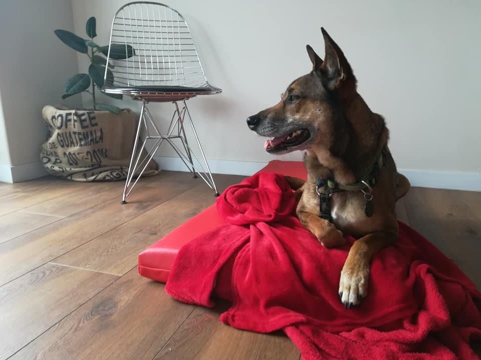 Doggo doggy daycare & boarding Claremont