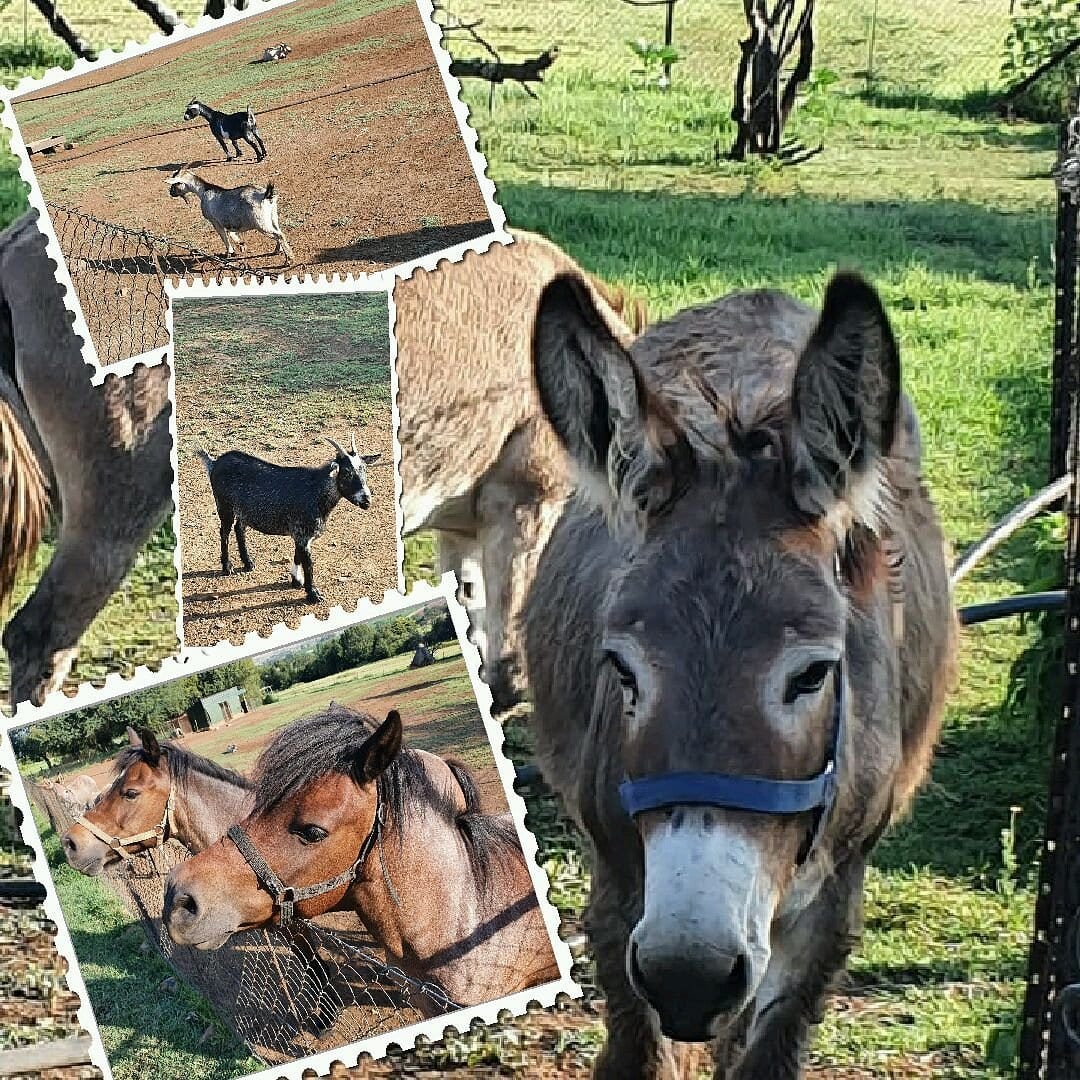 Thabametsi Farm Self-catering, Pet friendly