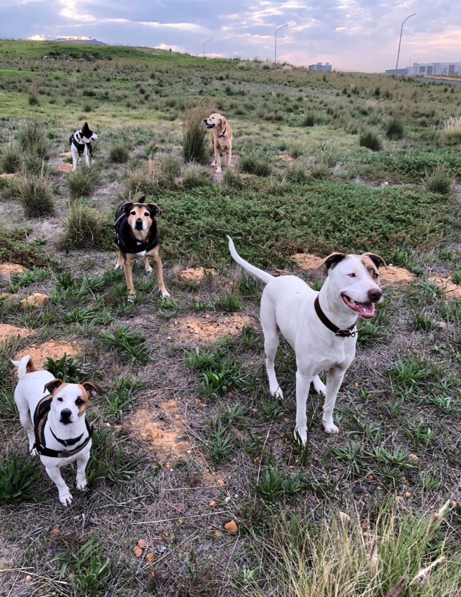 Dog trainer - Ojgoldenretriever