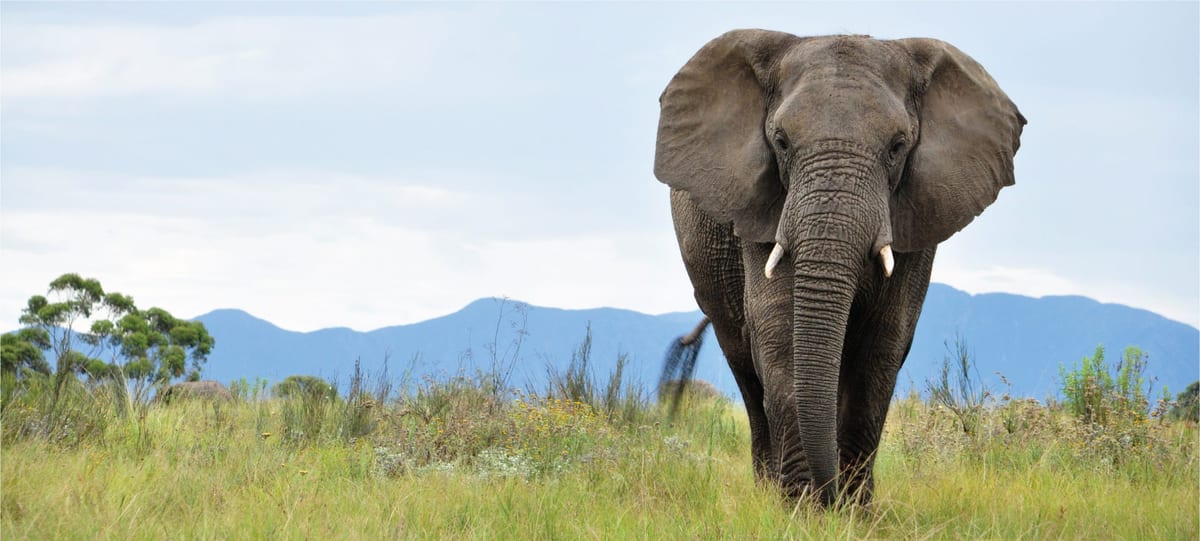 Knysna Elephant Park