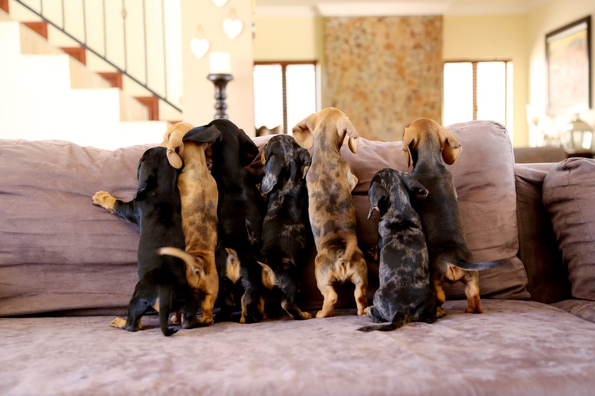 Redamancy Dachshunds