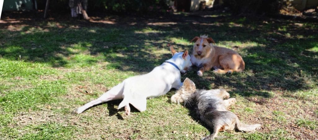 The Fairy Dog Mother