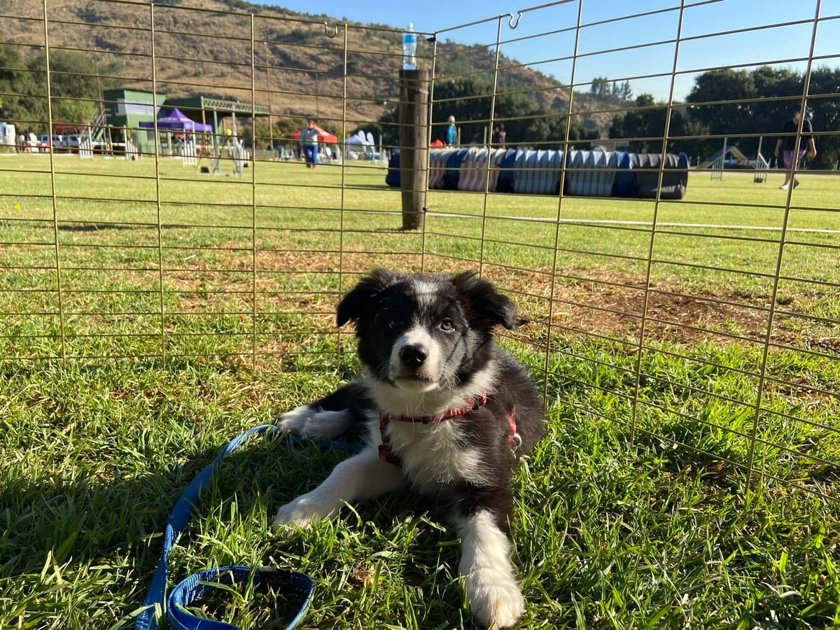 Treat To Train