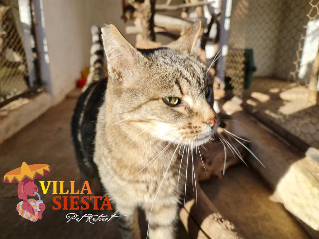 Villa Siesta Pet Retreat