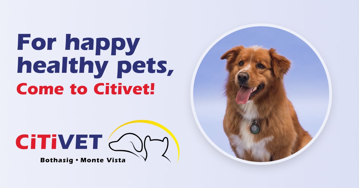 Citivet Monte Vista