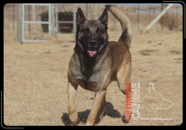 LOMAR KENNELS (Belgian Malinois)