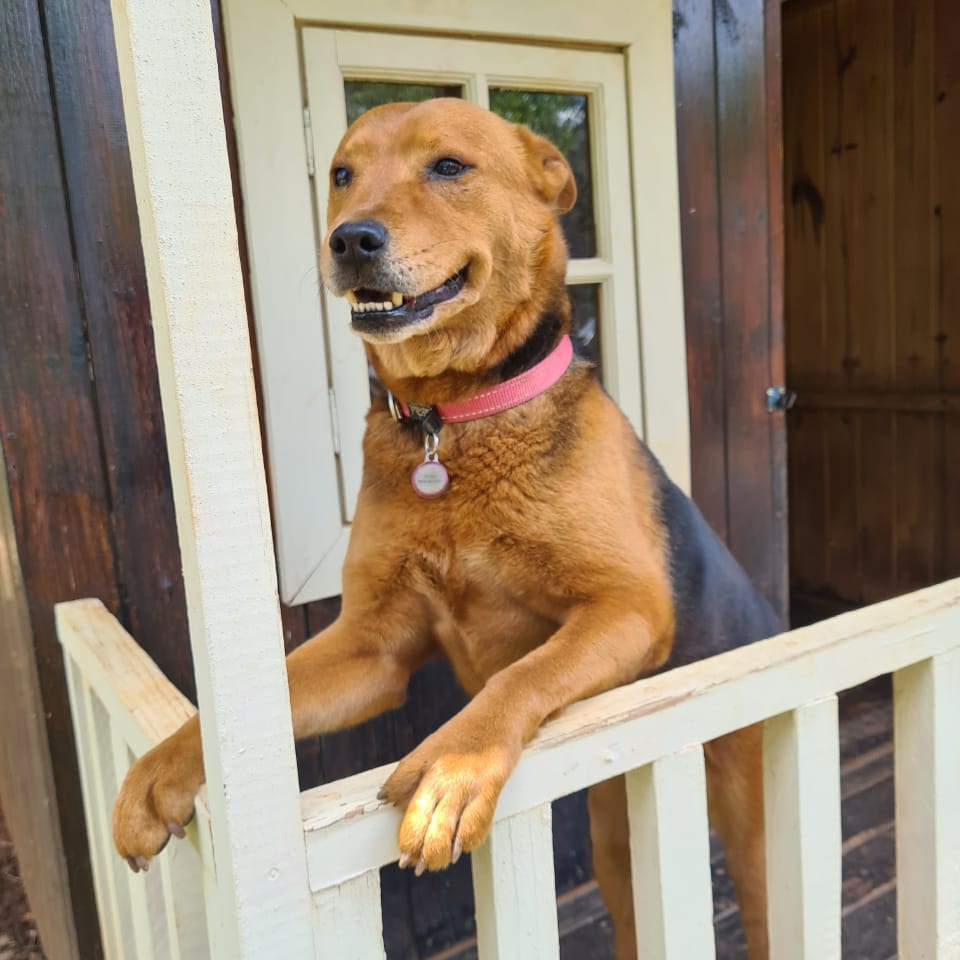 Best Friends Pet Lodge