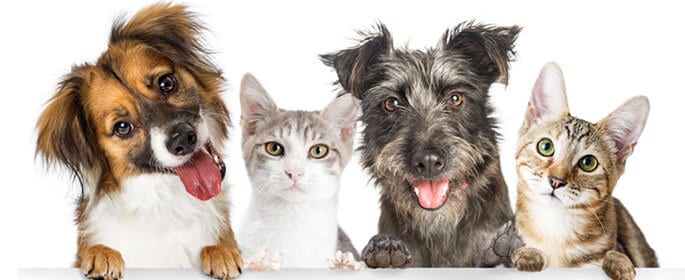 Bergview Veterinary Hospital