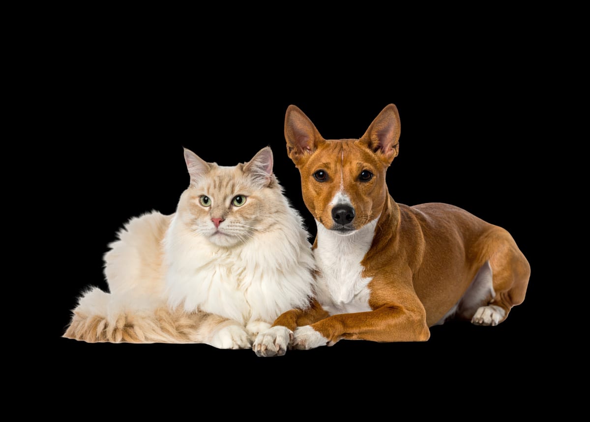 Hackett Hounds & Cats