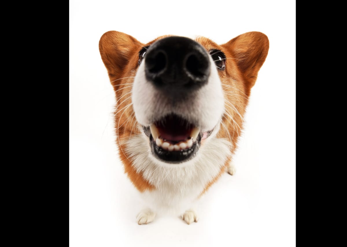 Pretoria Pet MRI