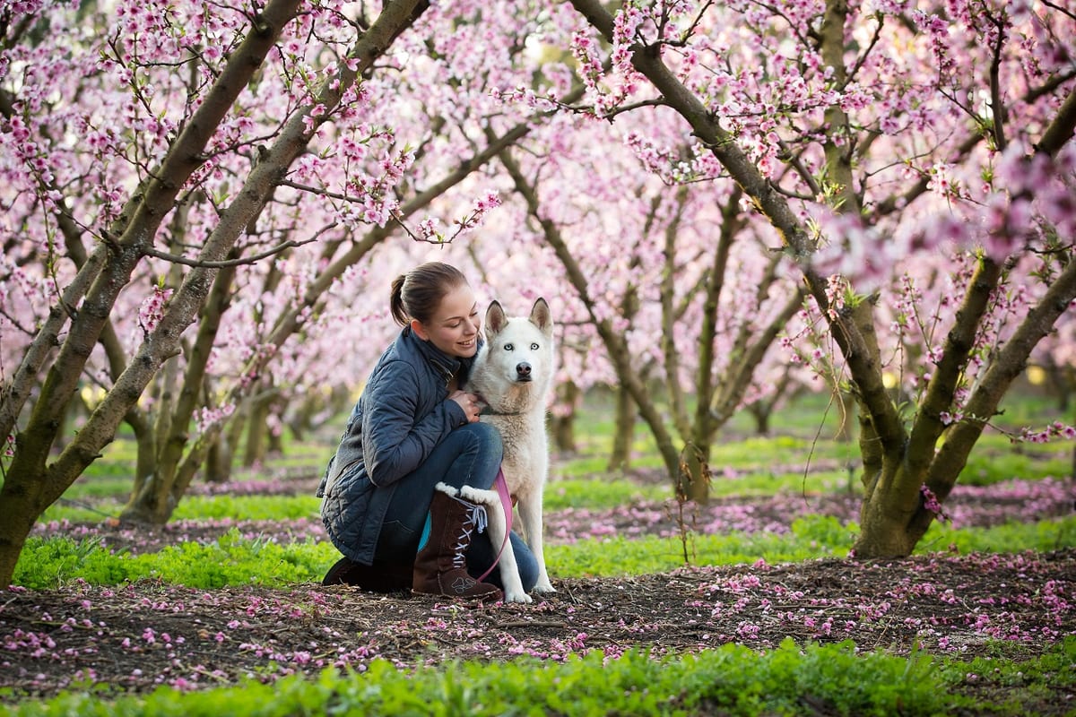 Dog-care-centre