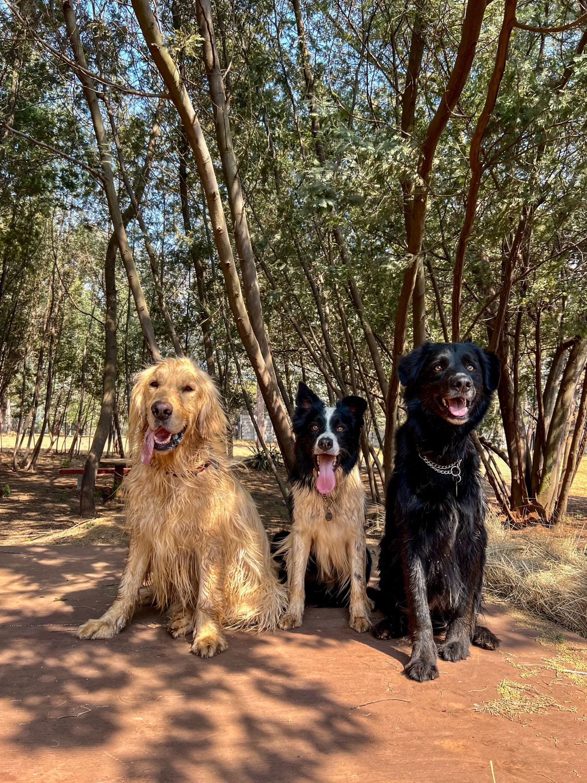 Walks & Waggles Off-Leash Dog Park