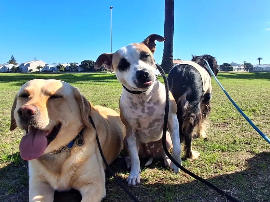 Milnerton Dog Den